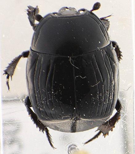 Margarinotus brunneus